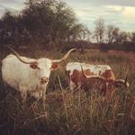 Tin Spur Ranch - Wedding venue for Victoria Texas